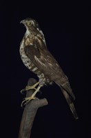 藏品(臺灣松雀鷹)的圖片